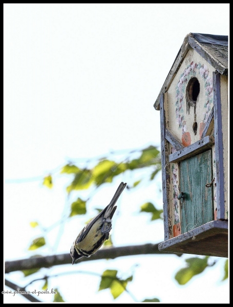 Mésange charbonnière