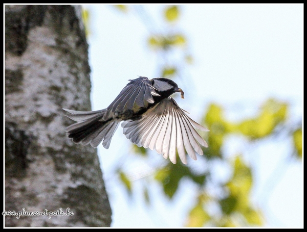 Mésange charbonnière