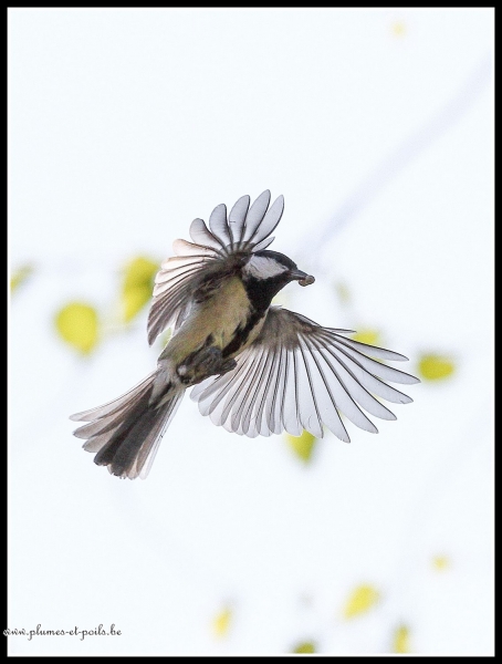 Mésange charbonnière