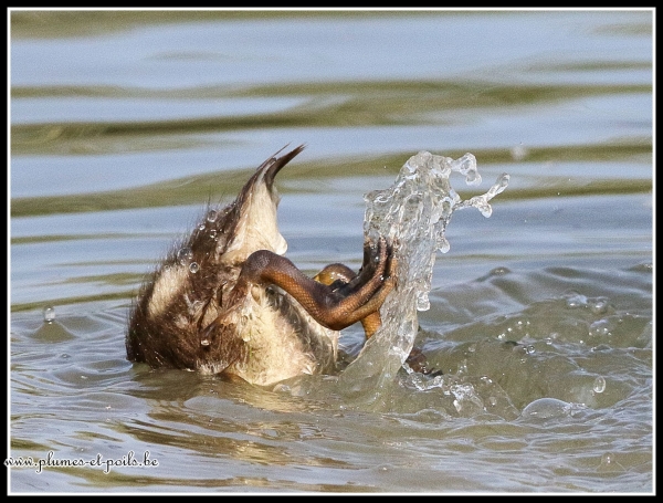 Canard colvert (juvénile)
