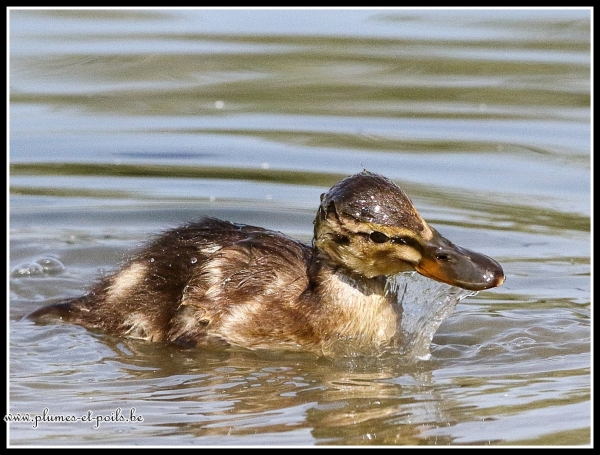 Canard colvert (juvénile)