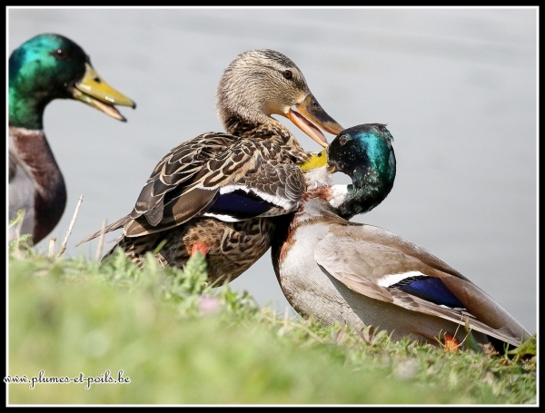 Canard colvert