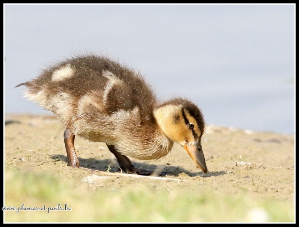 Canard colvert (juvénile)
