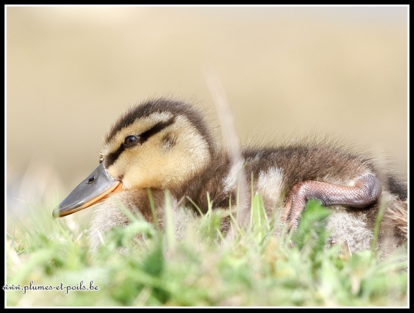 Canard colvert (juvénile)