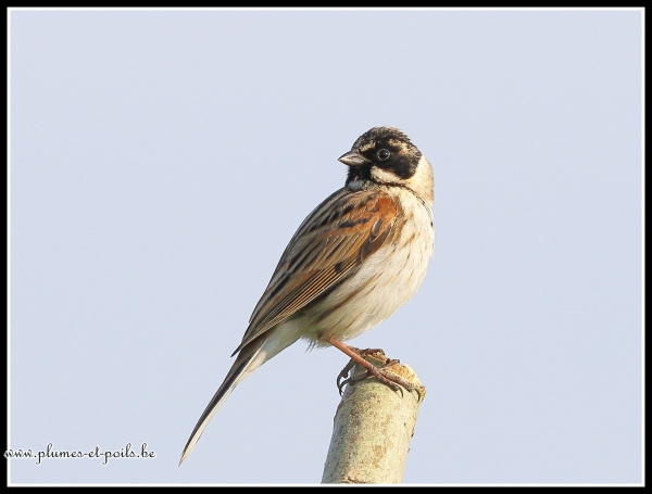 Bruant des roseaux