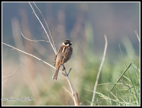 Bruant des roseaux
