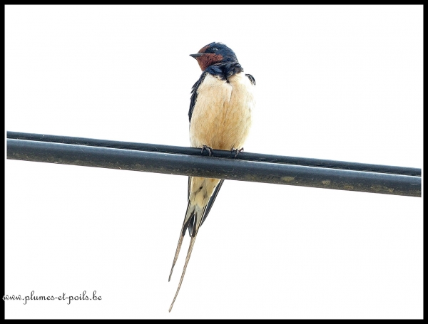 Hirondelle rustique