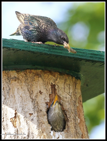 Etourneau sansonnet