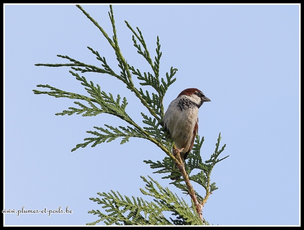 Moineau domestique