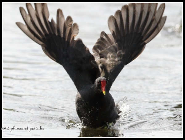 Gallinule poule d'eau