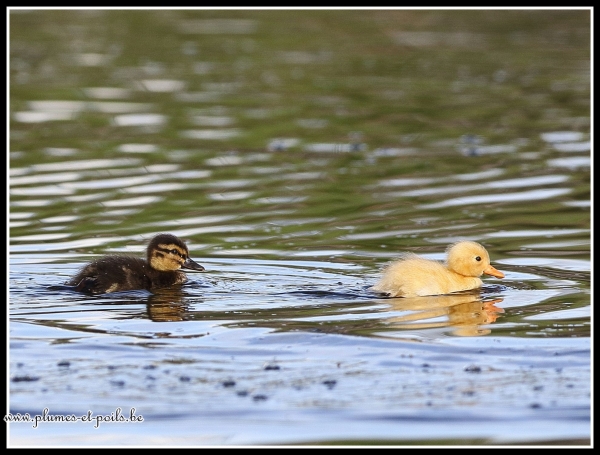 Canard colvert (juvénile)
