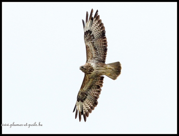 Buse variable