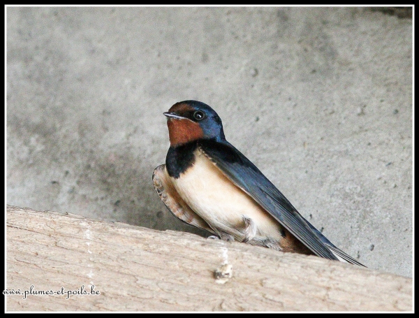 Hirondelle rustique