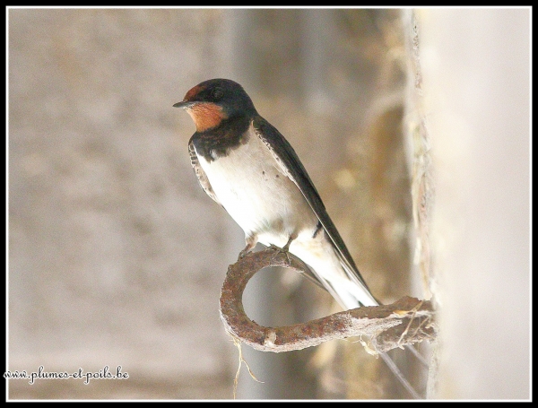 Hirondelle rustique