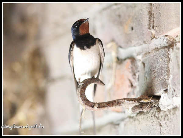 Hirondelle rustique