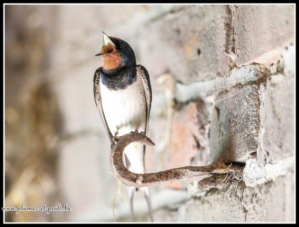 Hirondelle rustique