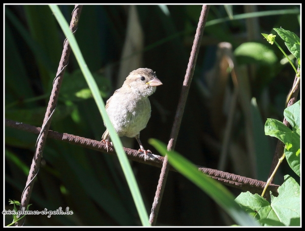 Moineau domestique