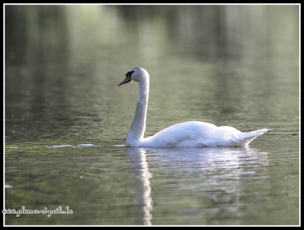 Cygne tuberculeux