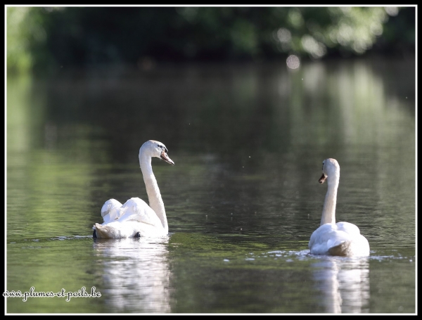 Cygne tuberculeux