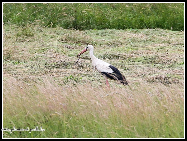 Cigogne blanche