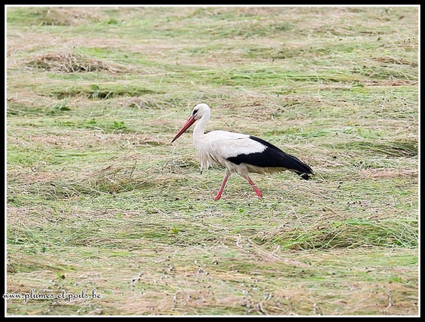 Cigogne blanche