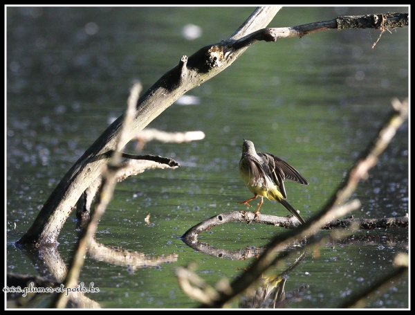 Bergeronnette des ruisseaux