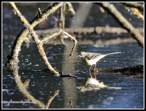 Bergeronnette des ruisseaux