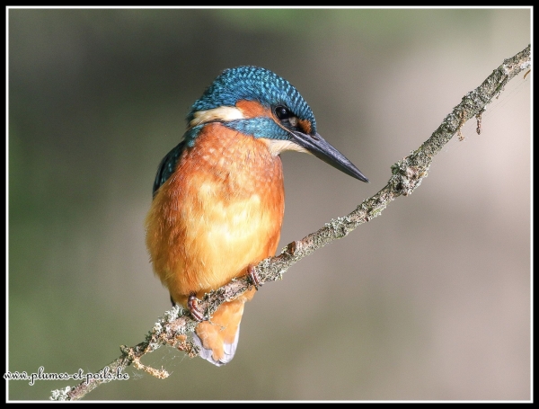 Martin-Pêcheur