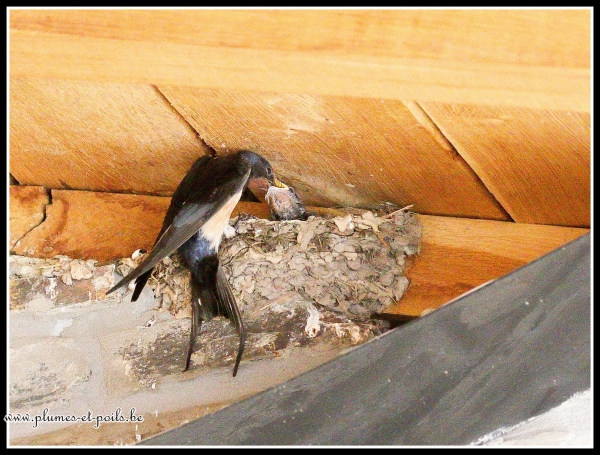 Hirondelle rustique