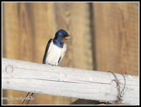 Hirondelle rustique