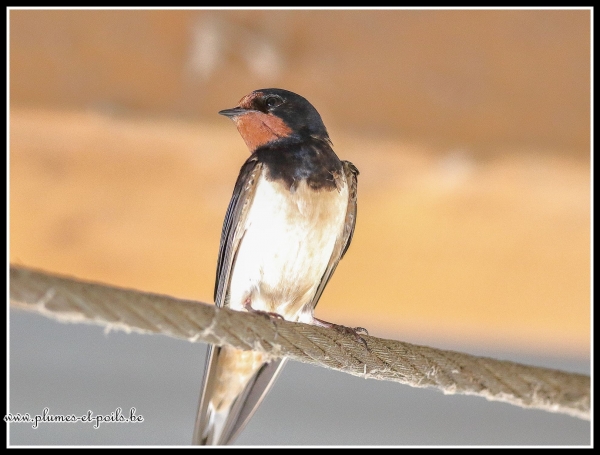 Hirondelle rustique