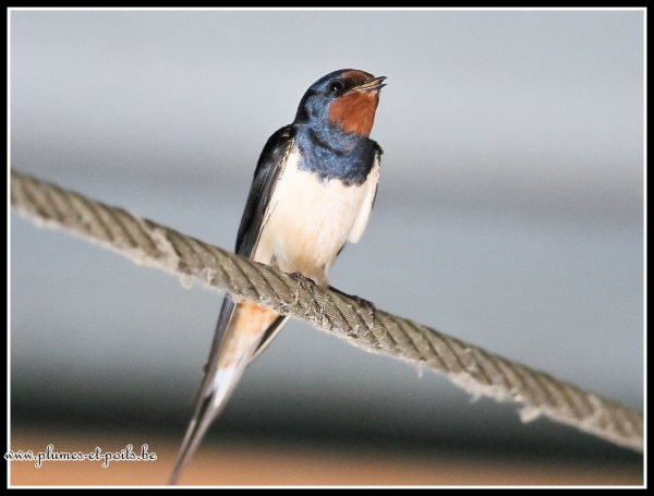 Hirondelle rustique