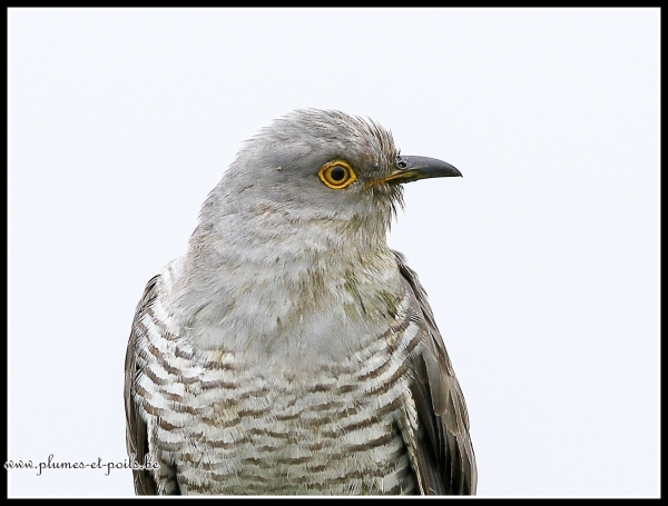 Coucou gris