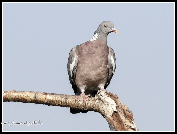 Pigeon ramier