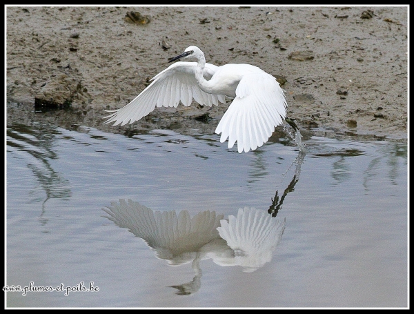 Aigrette garzette