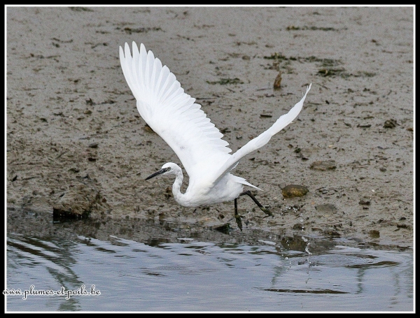 Aigrette garzette