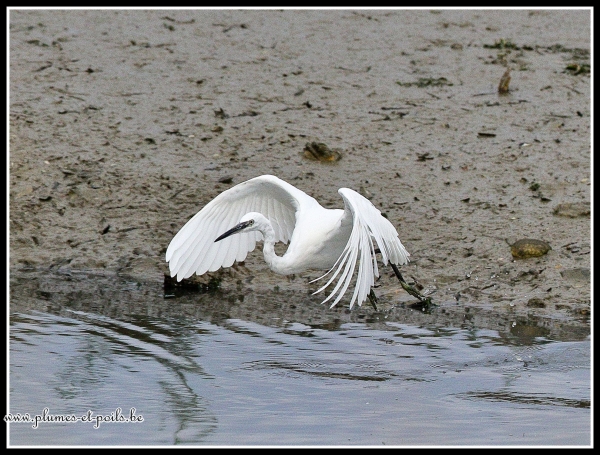 Aigrette garzette