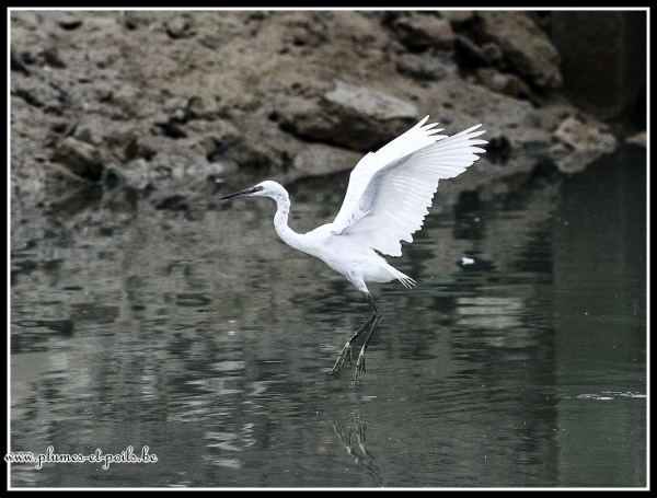 Aigrette garzette