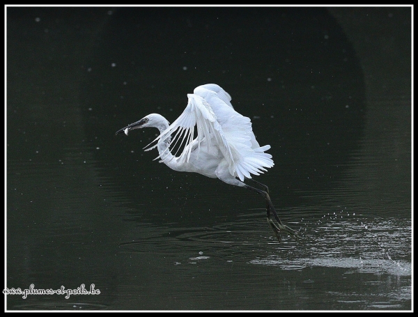 Aigrette garzette