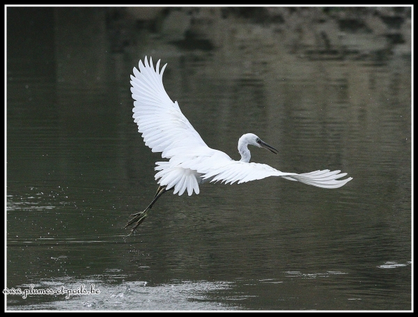 Aigrette garzette