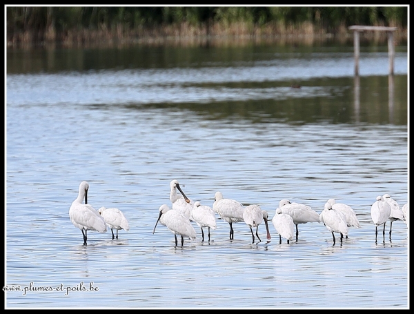 Spatules (baie de Somme)