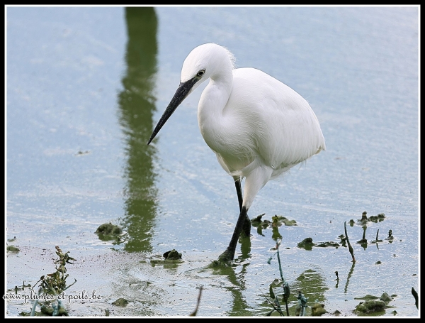 Aigrette garzette