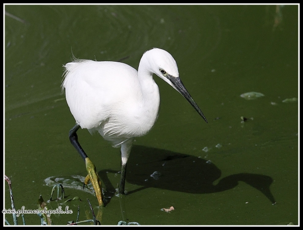 Aigrette garzette