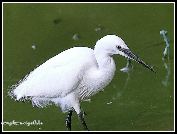 Aigrette garzette