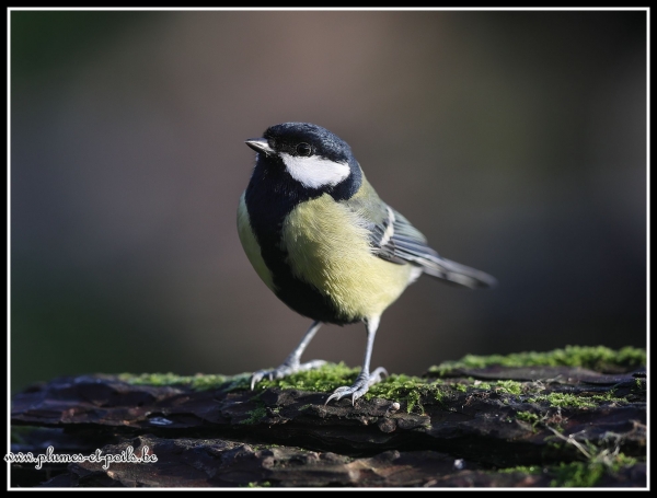 Mésange charbonnière