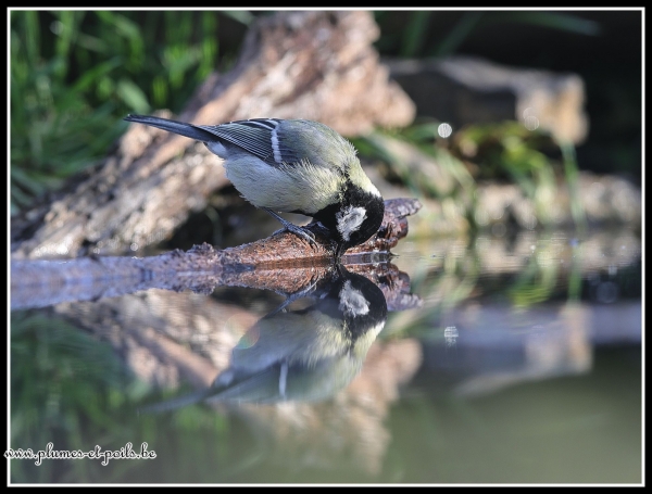 Mésange charbonnière