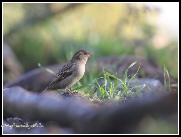Moineau domestique
