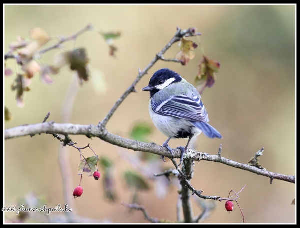 Mésange charbonnière