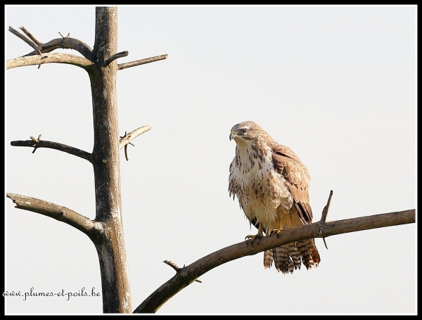 Buse variable
