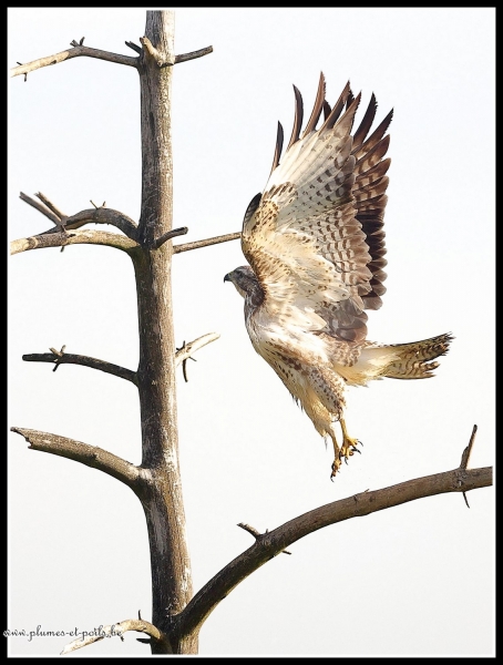 Buse variable